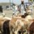 Sudanese struggle to buy sheep for Eid as economic crisis bites